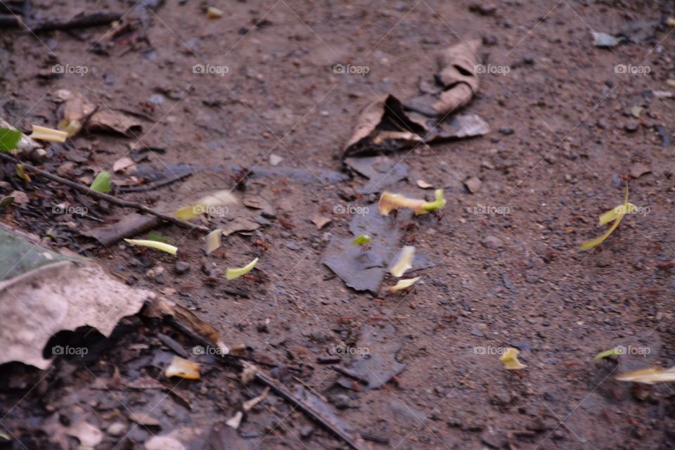 Ants working to build home 