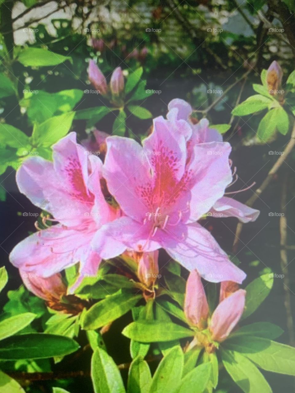 Rhododendron 