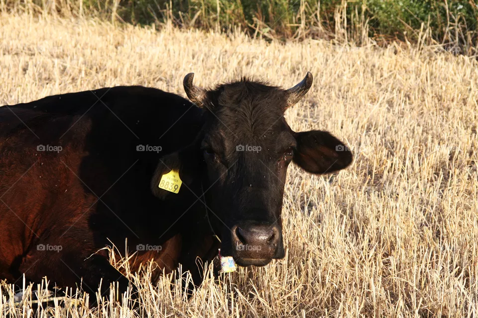 Vache