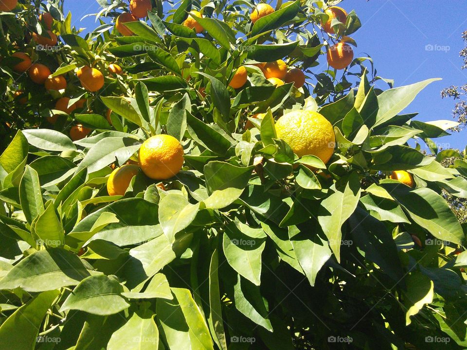 Orange tres with fruit