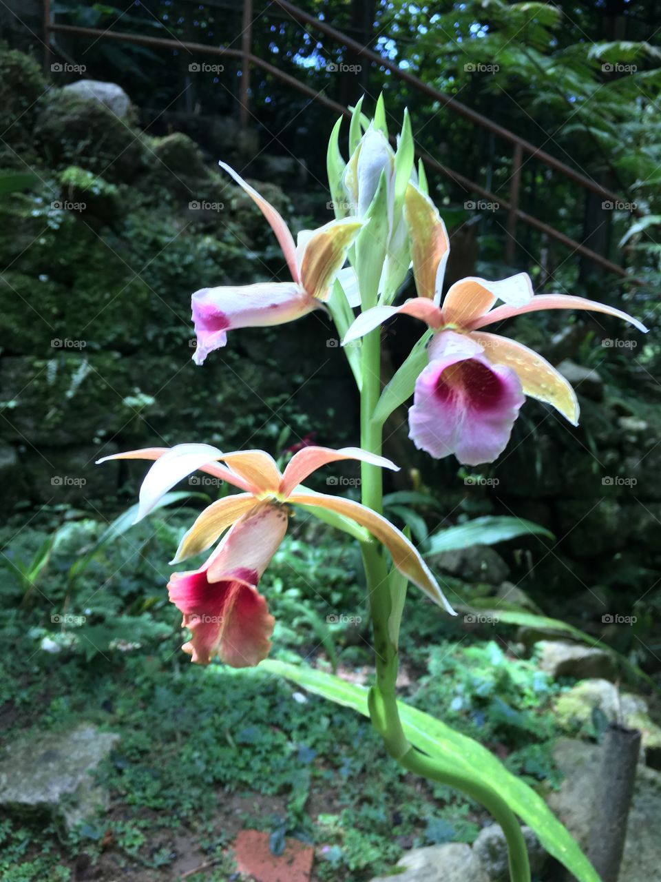 Pretty orchids