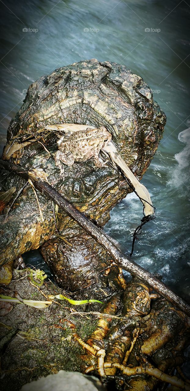 Don't jump little tree frog