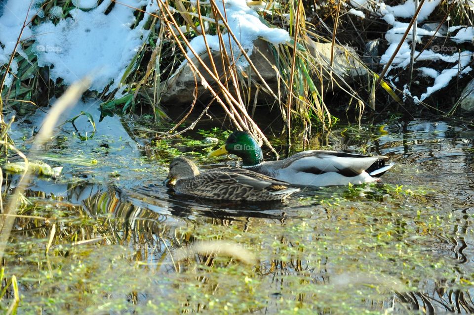 Pair of ducks swimming in still pond