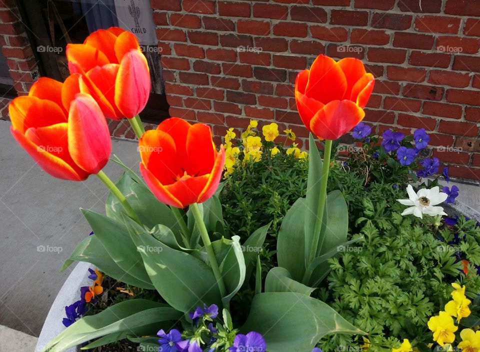 Spring orange and yellow tulips with other flowers in a planter in front of a red brick wall