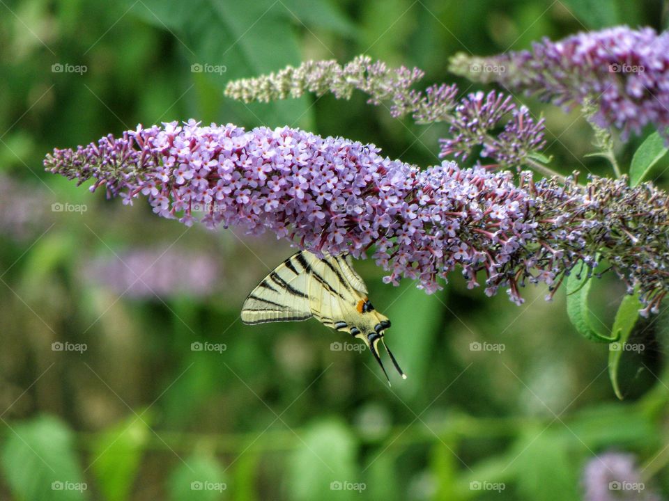 Close-up of butterfly