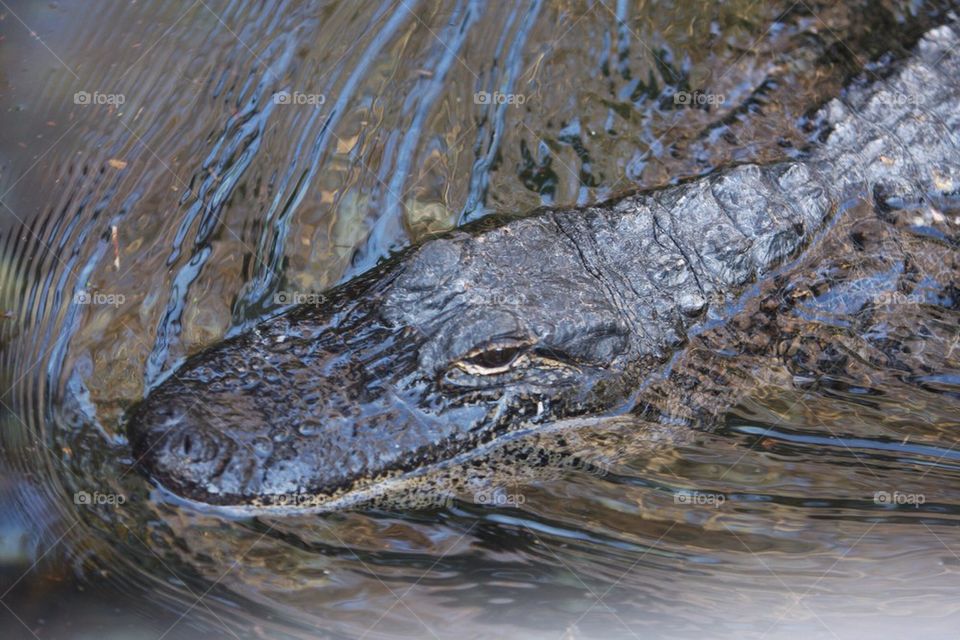Alligator swimming