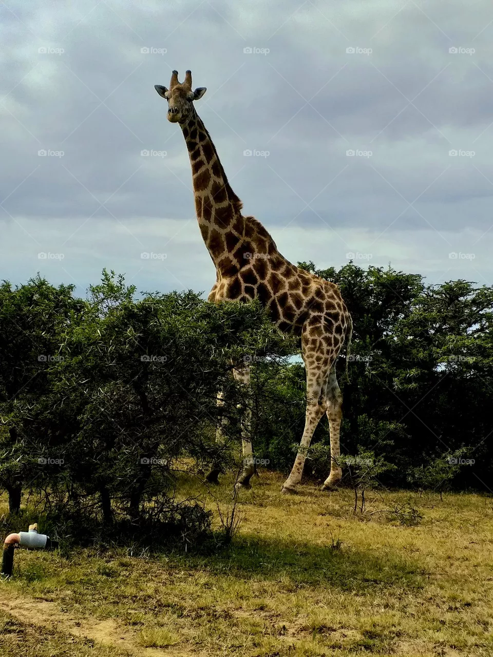 Long neck beauty
