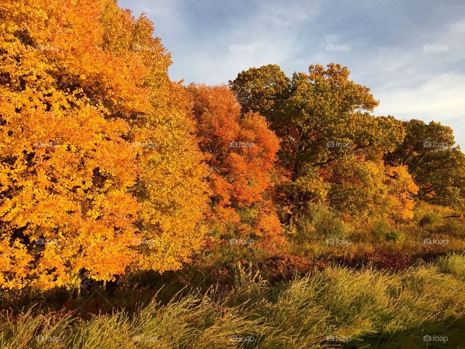 Fall foliage