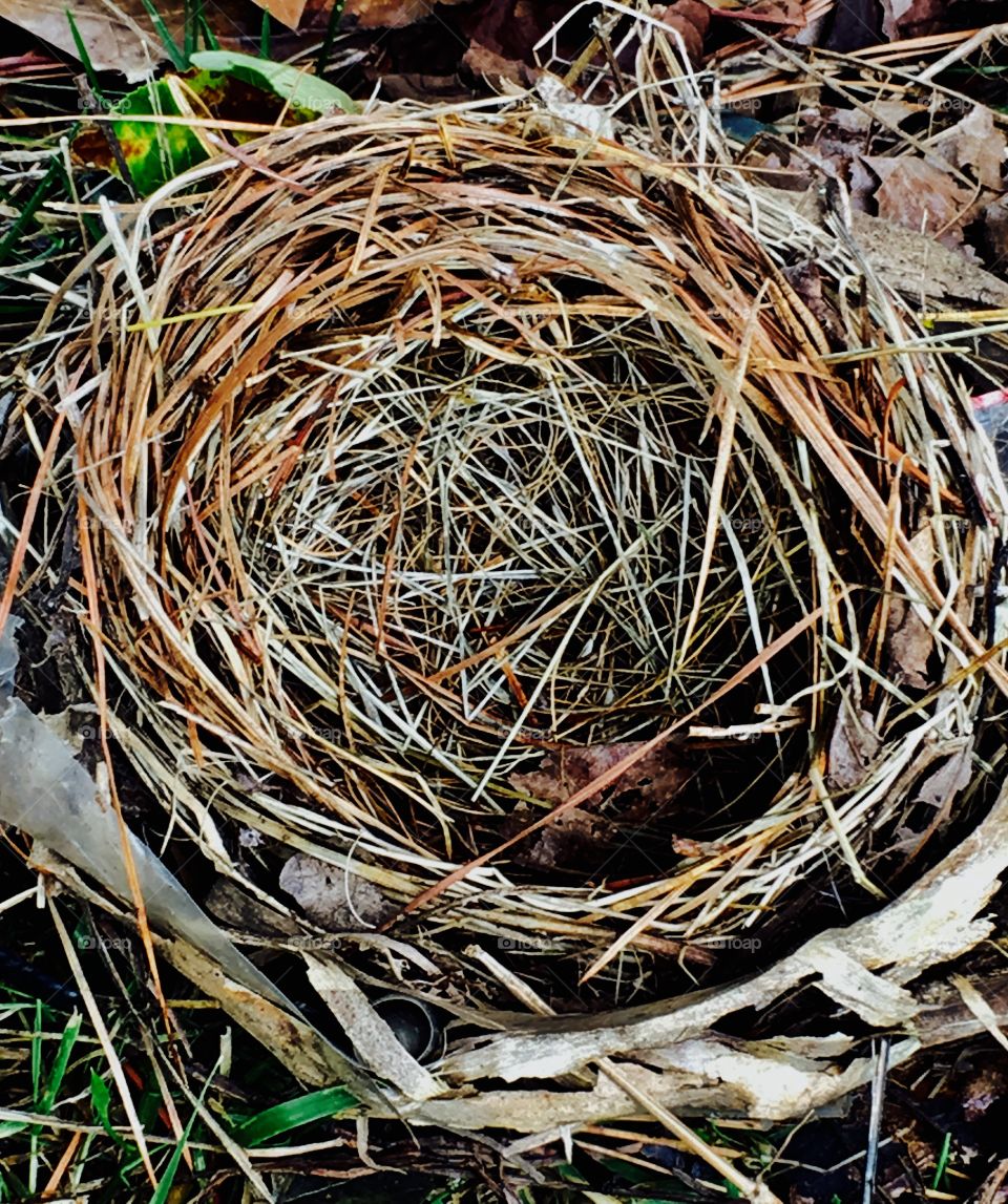 Bird nest