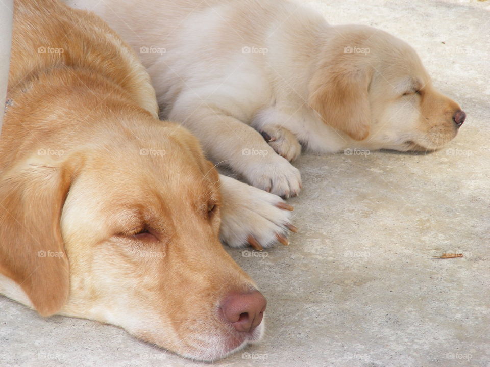 Yellow Labrador retrievers