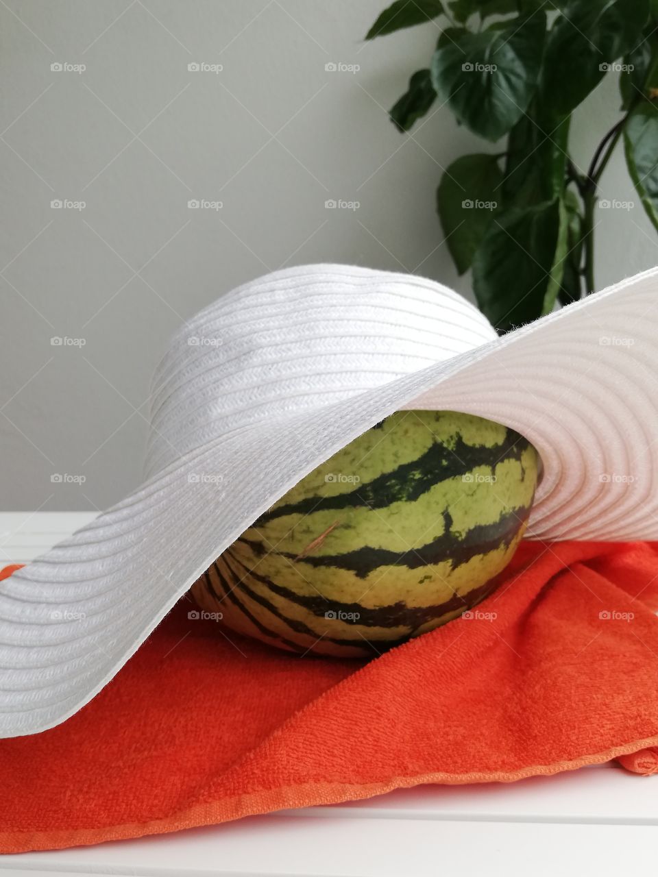 Watermelon in the white round slouch hat on the wrinkled terry towel on the table, green pepper growing behind it. Reflection from the orange cloth on the brim.