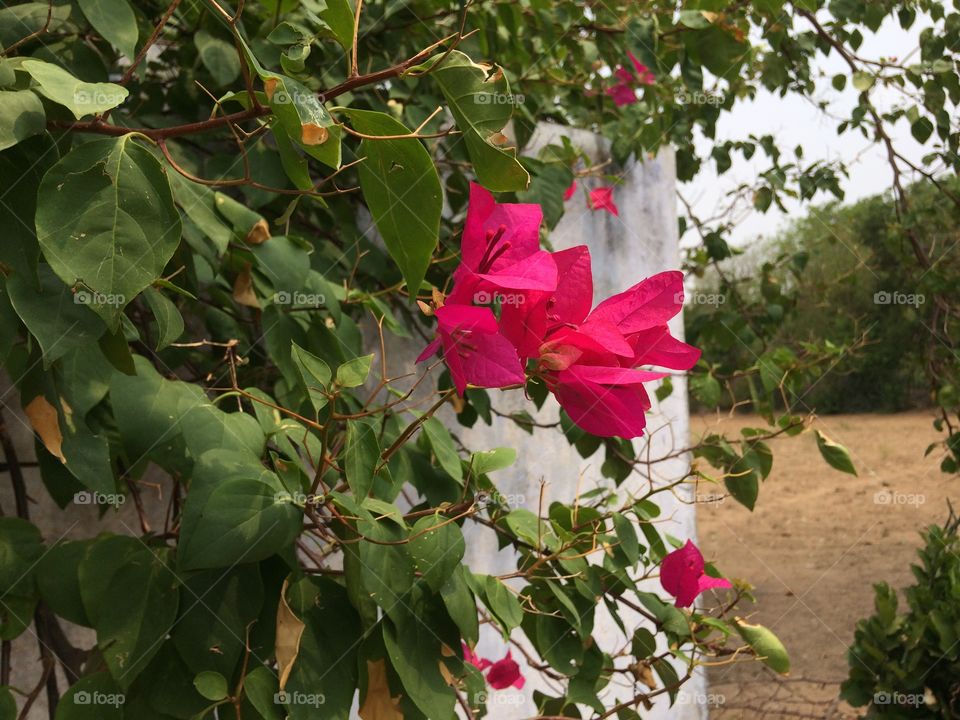 pink flowers in house plants 