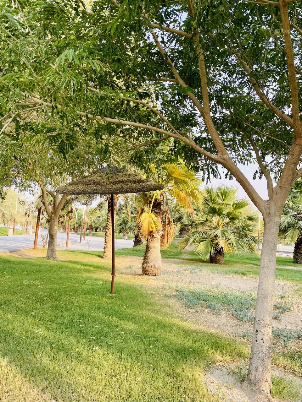 Palm tree umbrella in a park. 