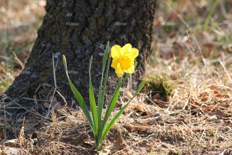 Spring flower