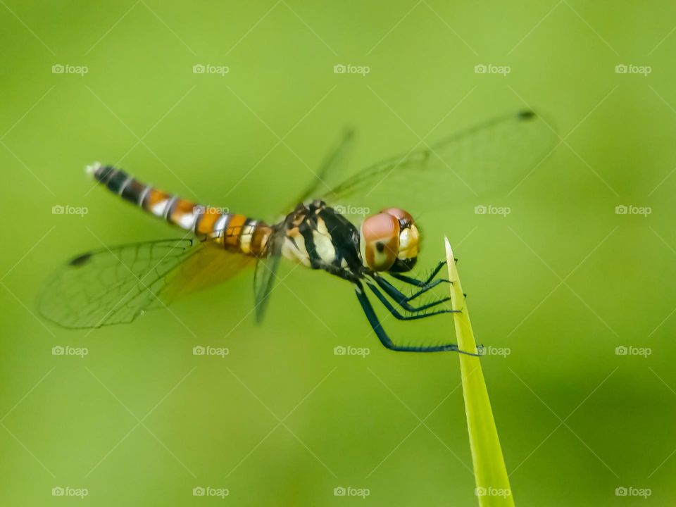 Dragonfly on the grass.