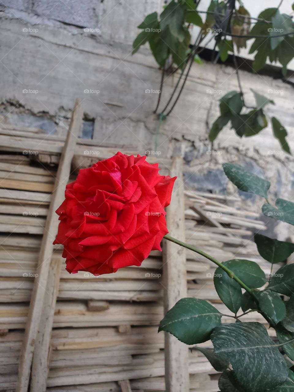 go green : Red Flower