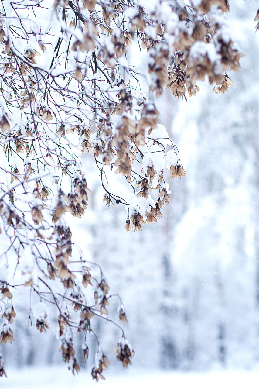 snow covered tree branches