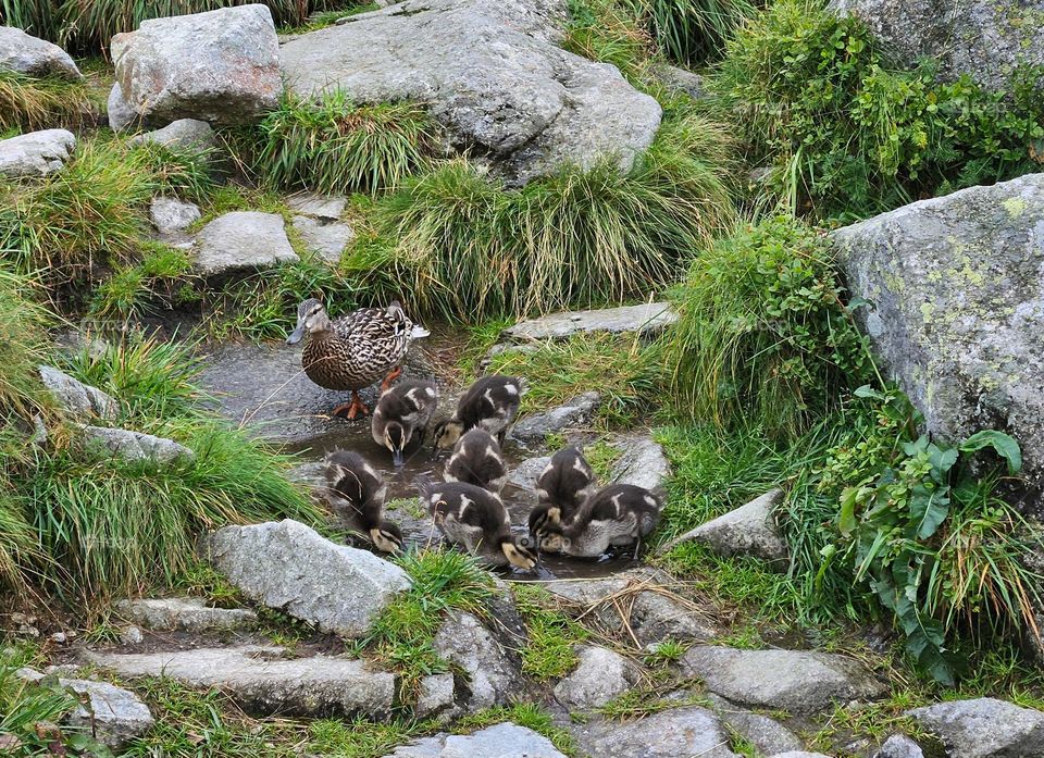 Mama duck with kids