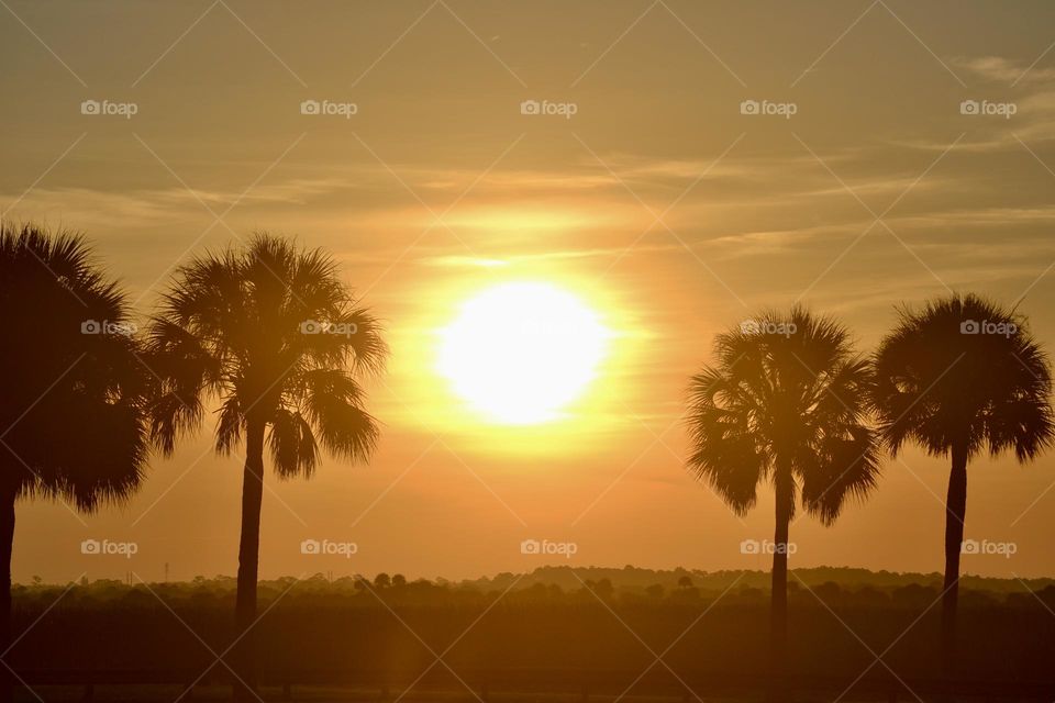 A brilliant yellow sun rising against an orange sky between two palm trees in the morning