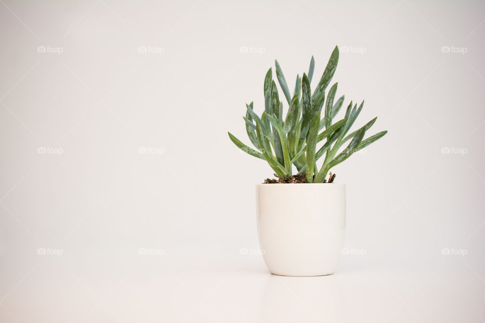 Green Potted Plant on White