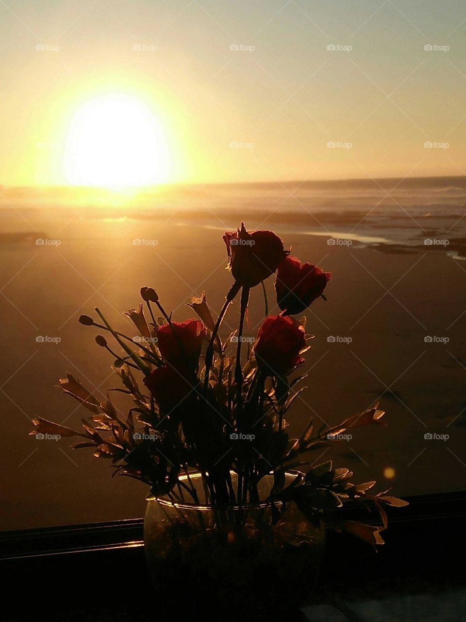 Beautiful flowers in vase towards the sunset at essaouira city in Morocco