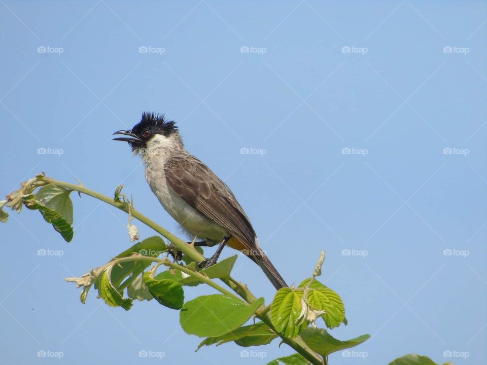 Sooty - headed bulbul. Black head bird than its spreading white dirt abdominal . Long tail colour of brown similar with the wings . Category of common bird to the village surrounding garden and rice field .