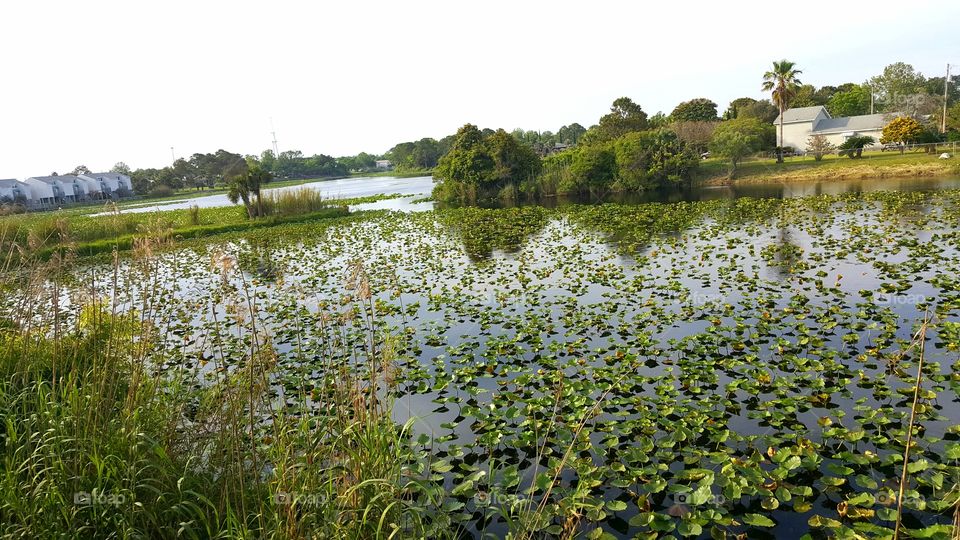 lily pad lagoon