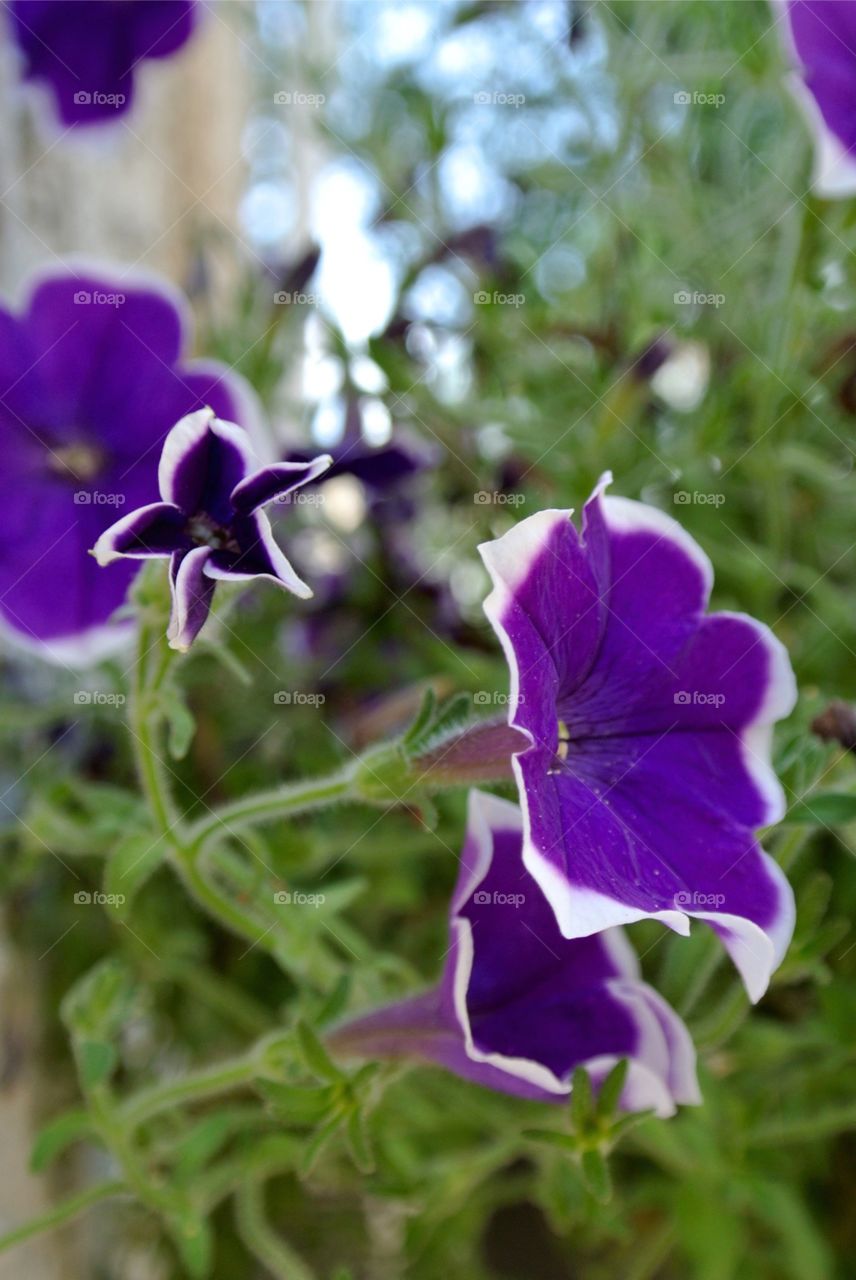 Purple flowers 4