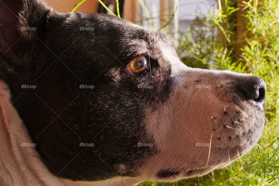 Looking trough the window