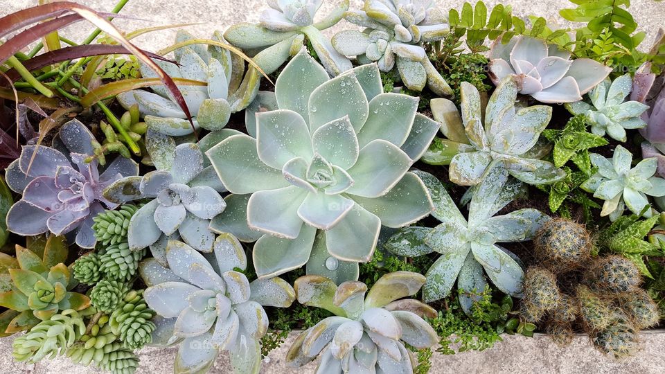 Succulent arrangement
