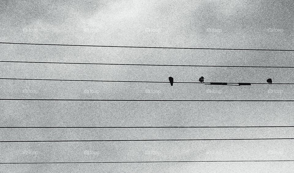 birds in line