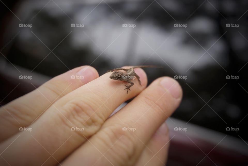 Baby Lizard