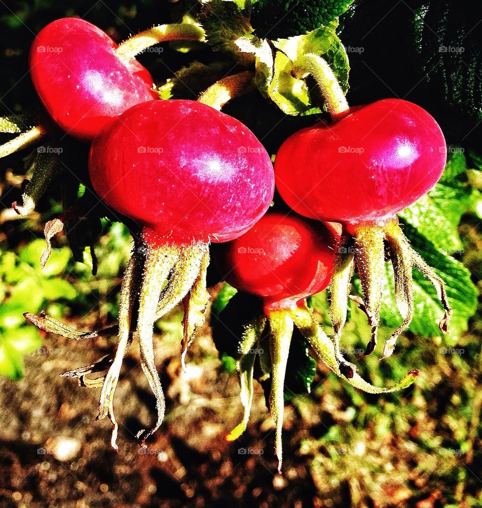 red autumn fruit bush by hannahdagogo
