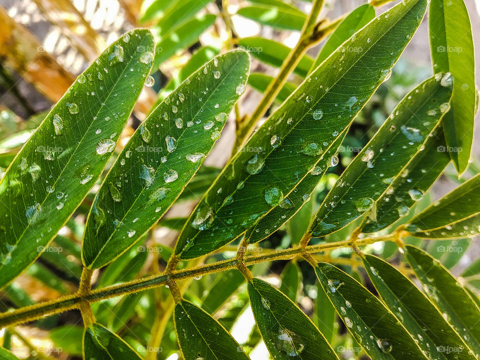 water drop on leaf