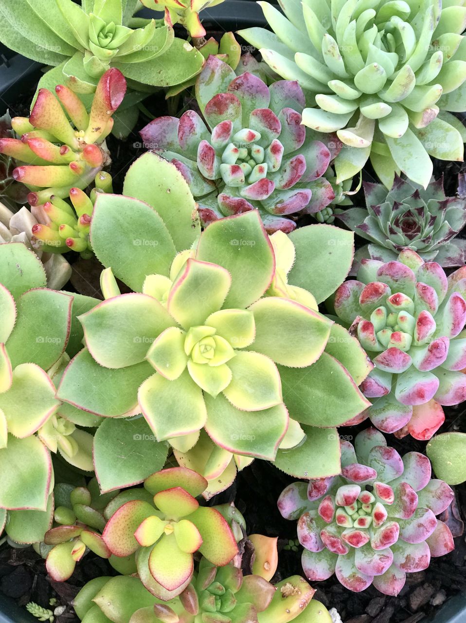 Succulents