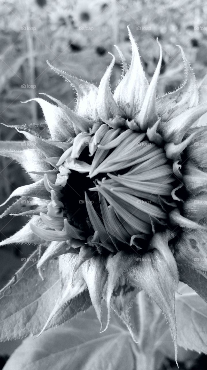 sunflower bud opening