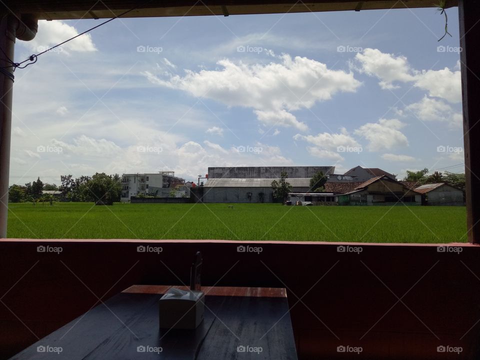 View Rice Fields
