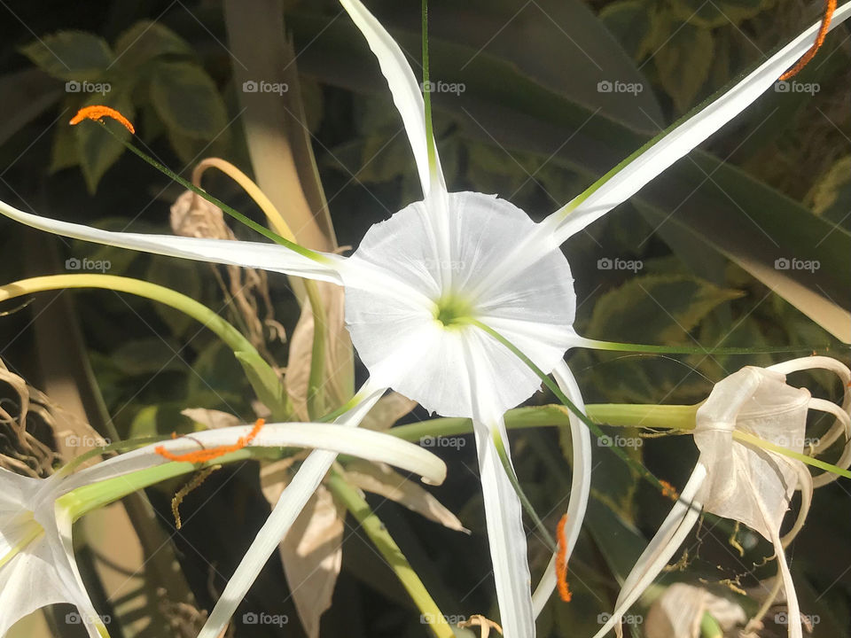 beautiful white flower