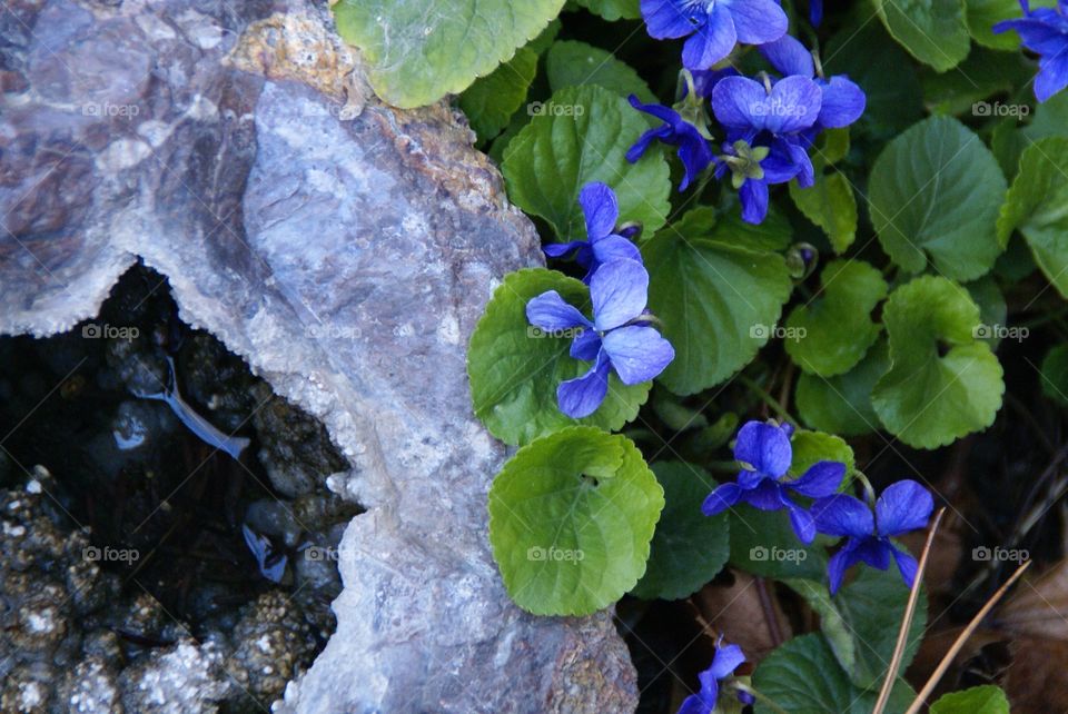 Geode and violets flowering plant