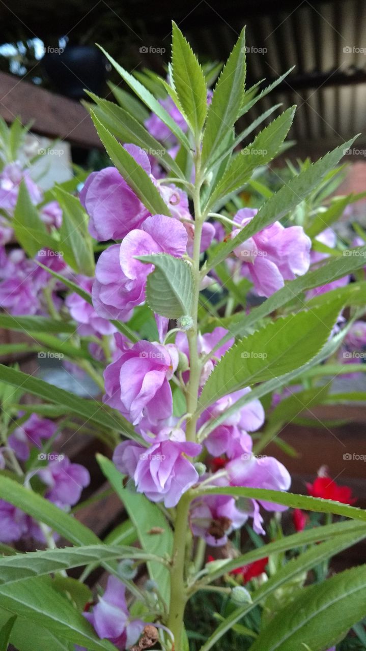 Flores suaves, delicadas.