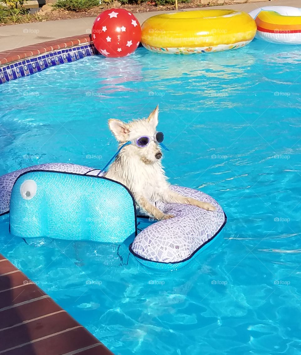 A cute and adorable puppy dog wearing swimming goggles hangs out in the pool during a bbq.