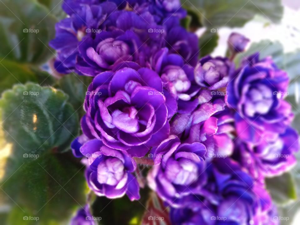 Violetas