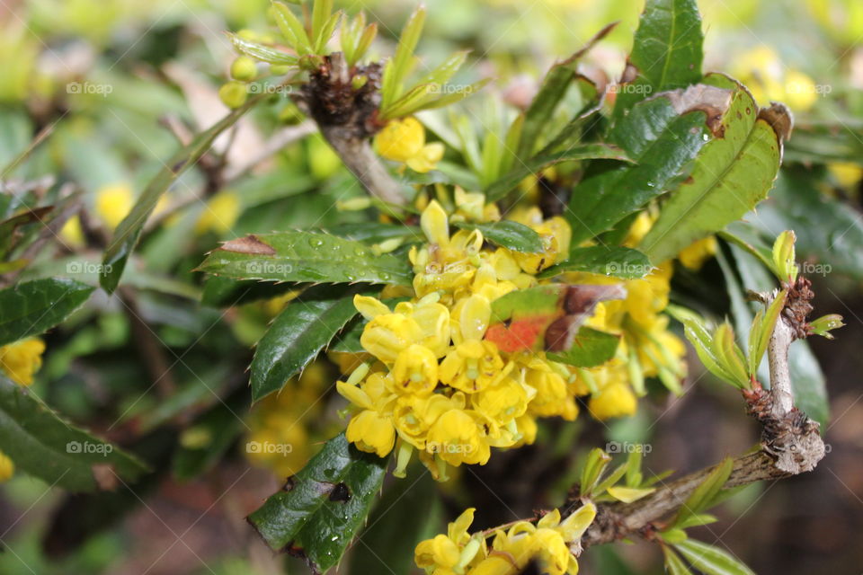 Mahonia aquifolium, yellow flower 