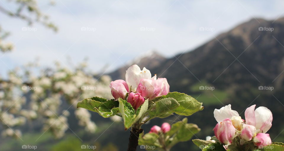 Close-up of flowers