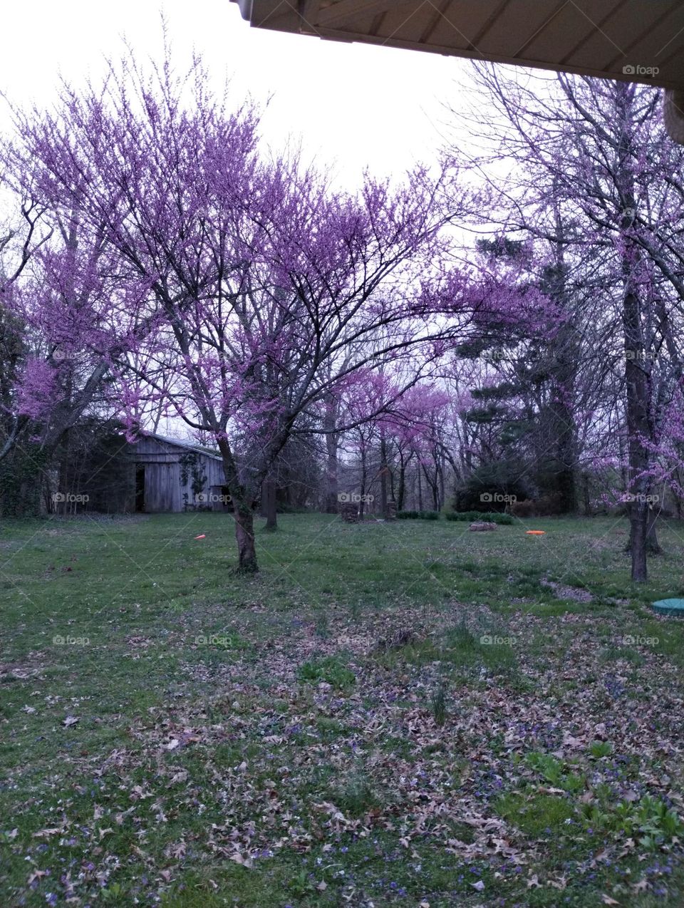 purple woods
farmhouse 
purple barn
post apocalyptic barn photo