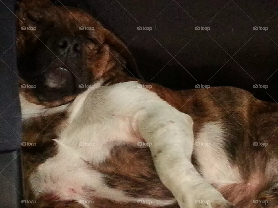 Lazy Dog