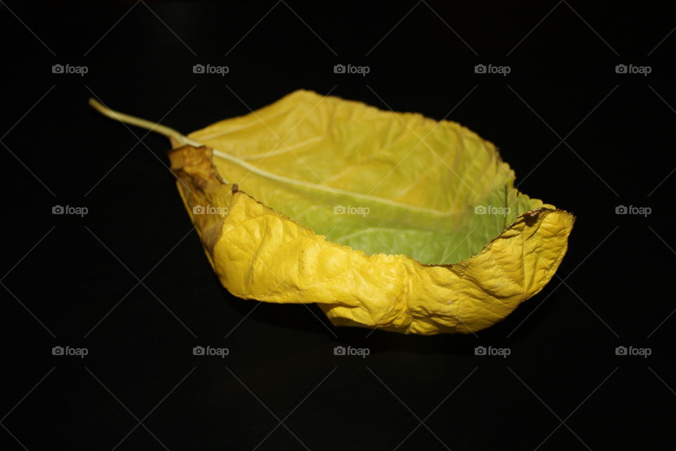 A yellow and green autumn leaf on a black background.