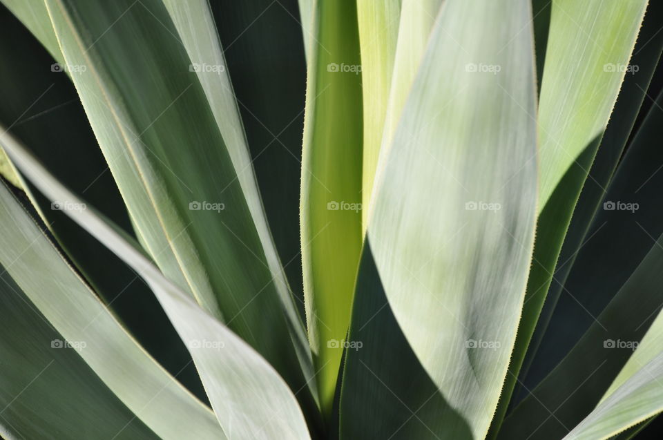 Cactus garden succulent 