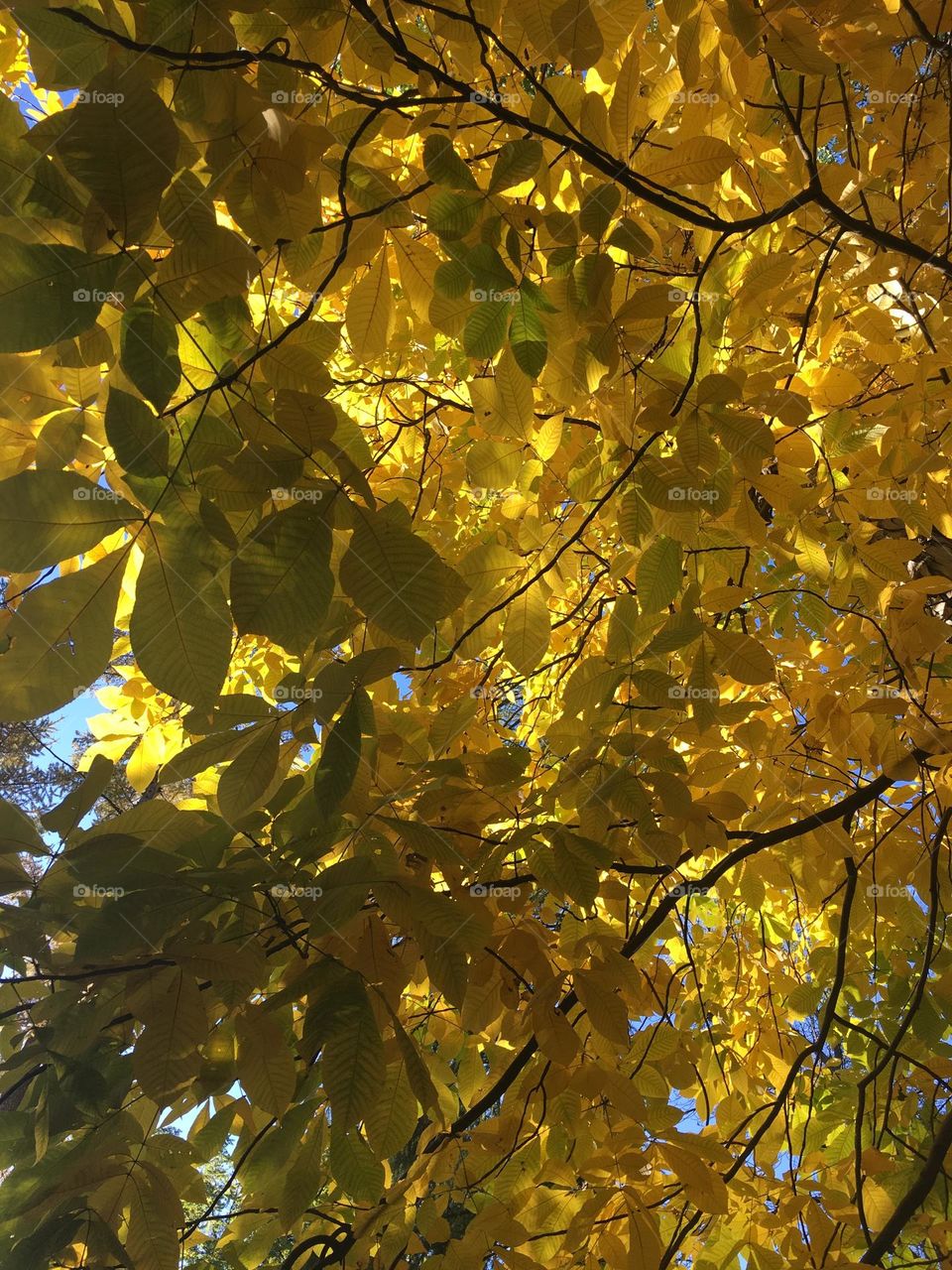 Golden leafs 