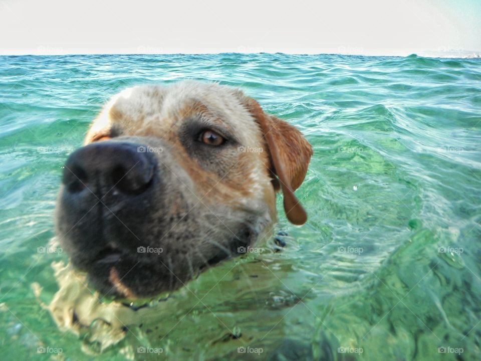 close up of dog into the mediterranean sea